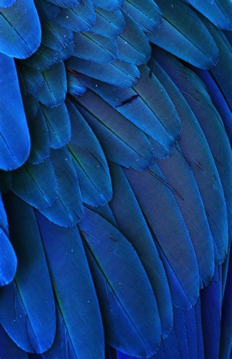 Magic feather bluet